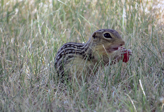 Thirteen-striped Ground Squirrel by Clifton Avery